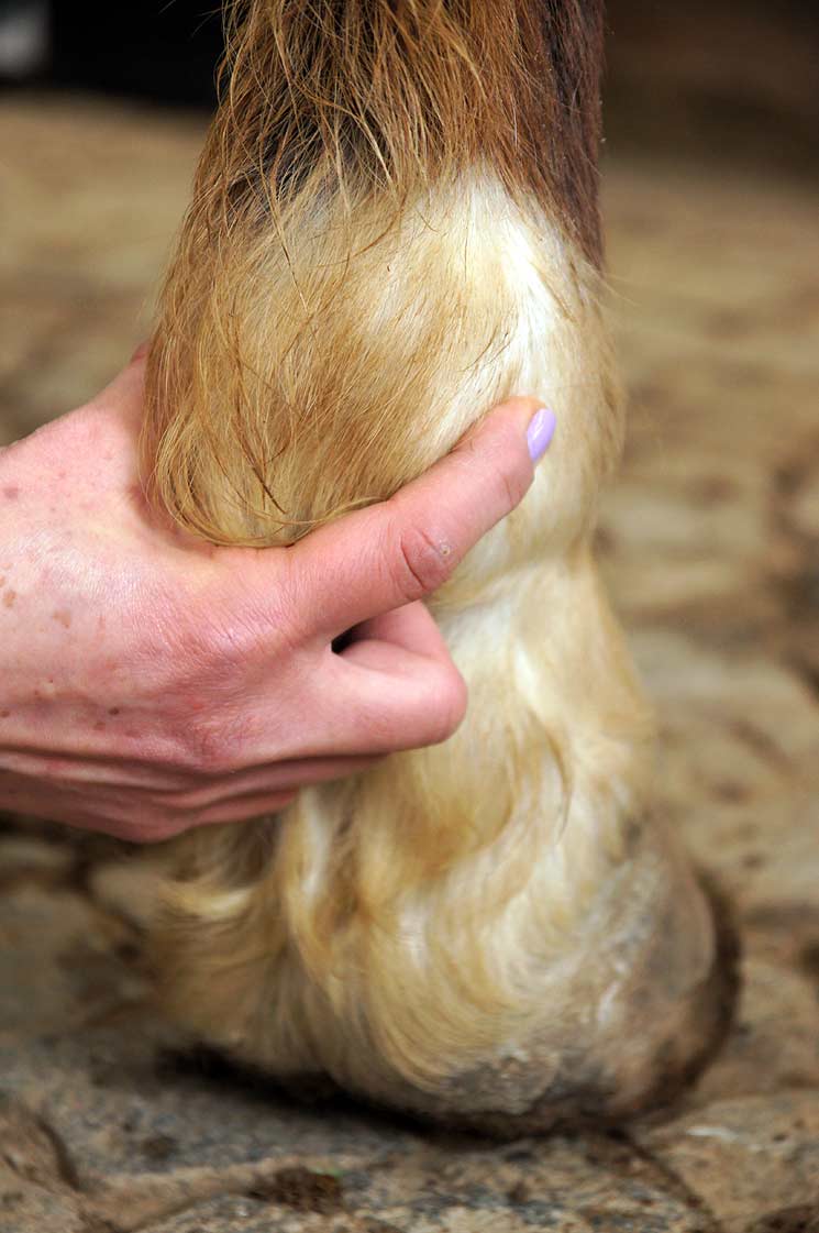 Puls Messen Beim Pferd - Information Online